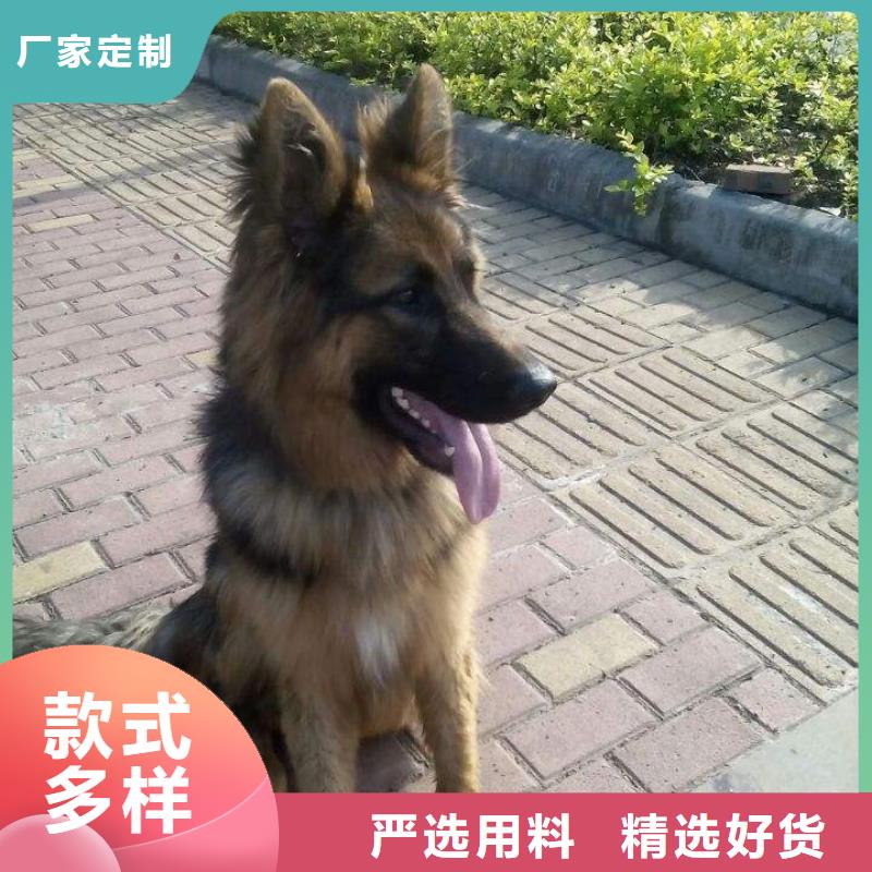 德国牧羊犬杜高犬大量现货供应