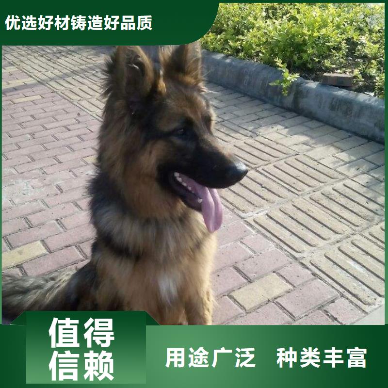 德国牧羊犬杜高犬大量现货供应