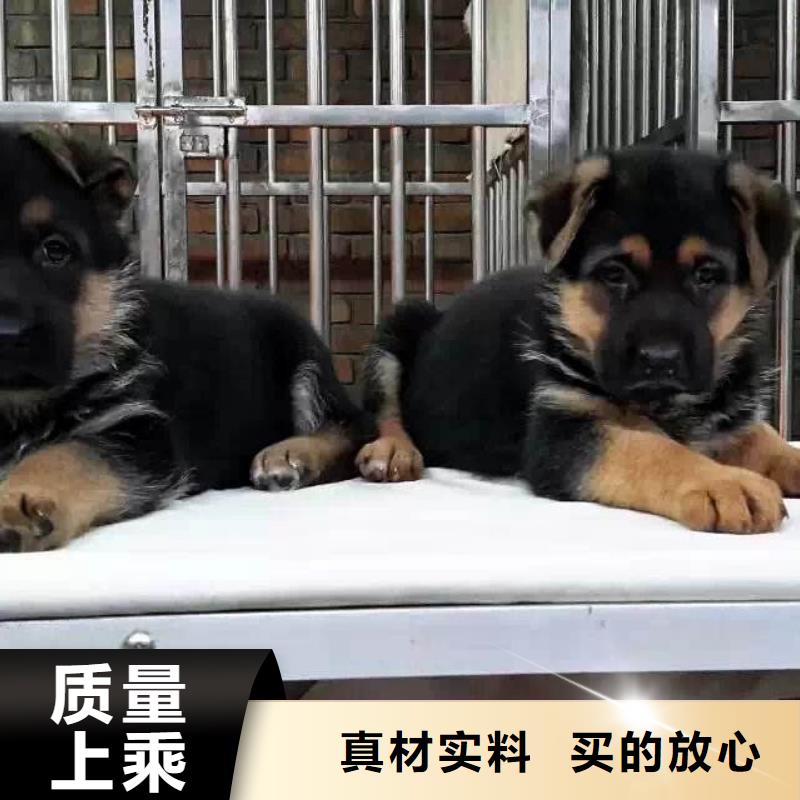 德国牧羊犬杜高犬大量现货供应