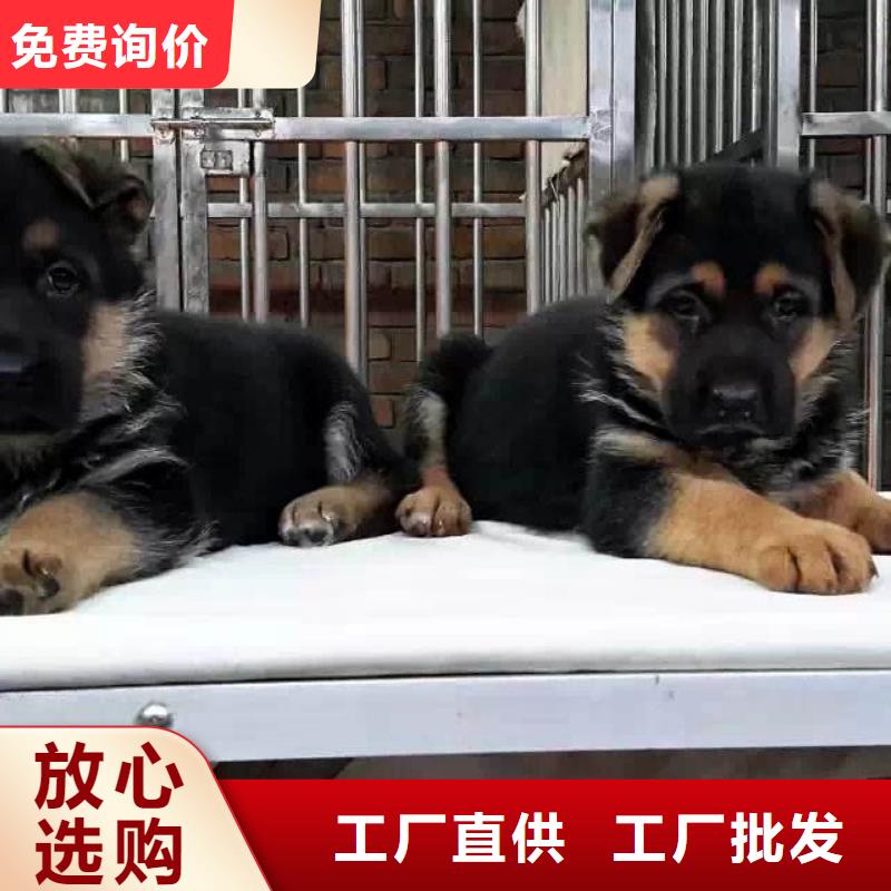 德国牧羊犬杜高犬大量现货供应