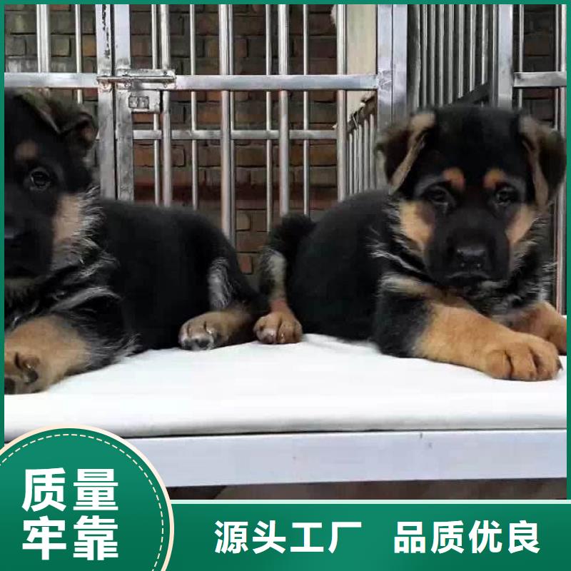 德国牧羊犬杜高犬大量现货供应