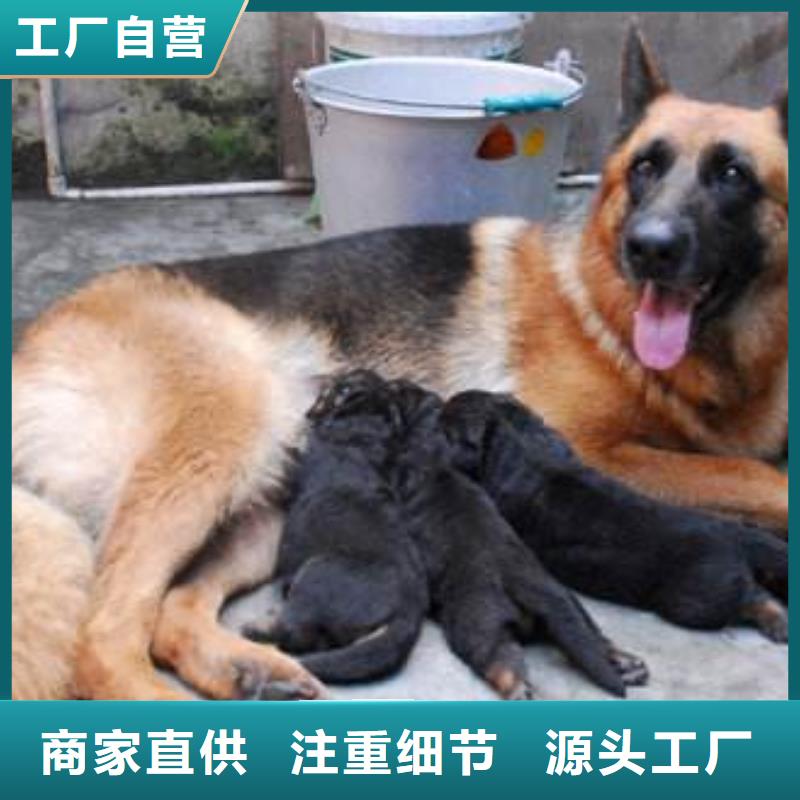 德国牧羊犬杜高犬大量现货供应