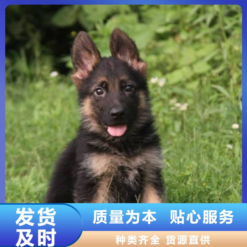 德国牧羊犬杜高犬大量现货供应