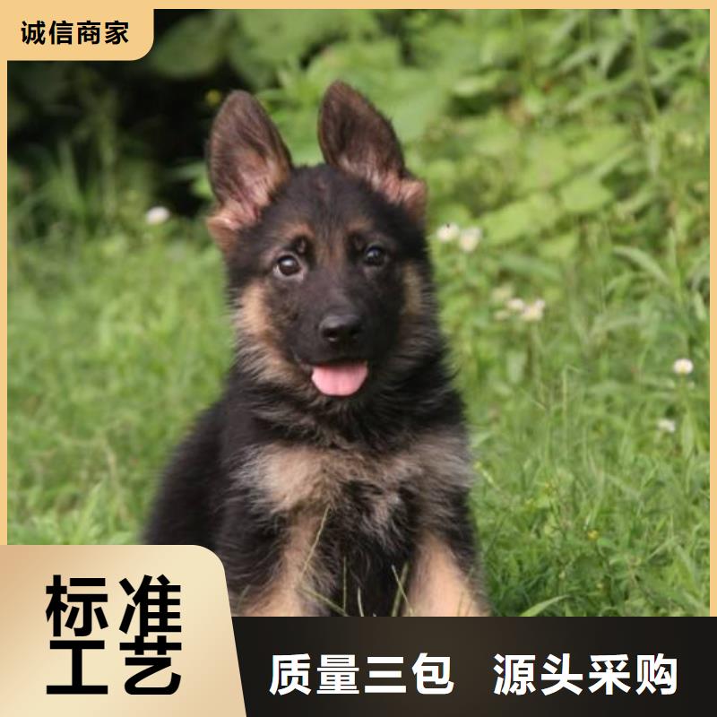 德国牧羊犬杜高犬大量现货供应