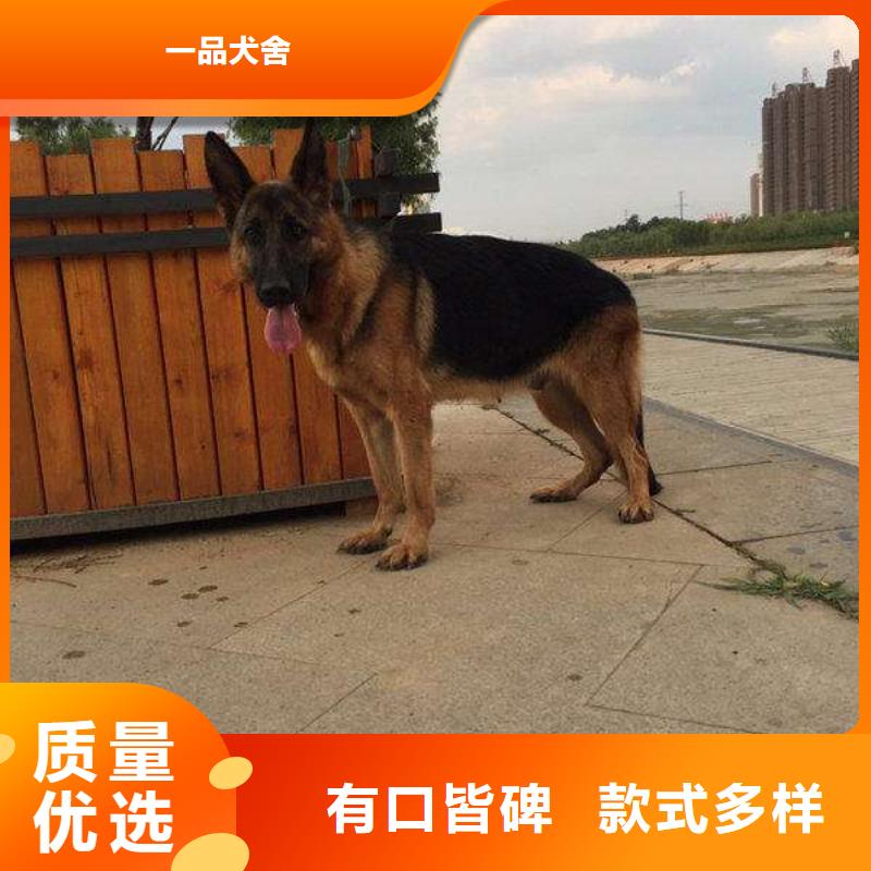 德国牧羊犬杜高犬大量现货供应