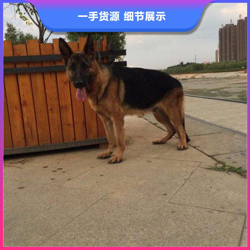 德国牧羊犬杜高犬大量现货供应
