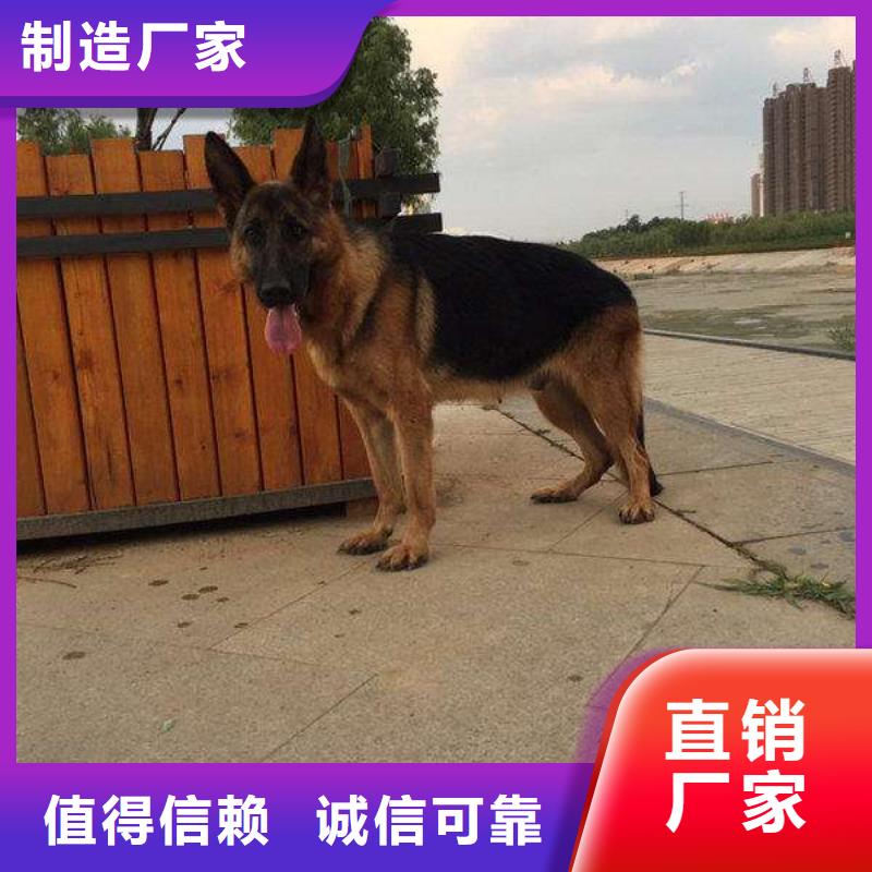德国牧羊犬杜高犬大量现货供应