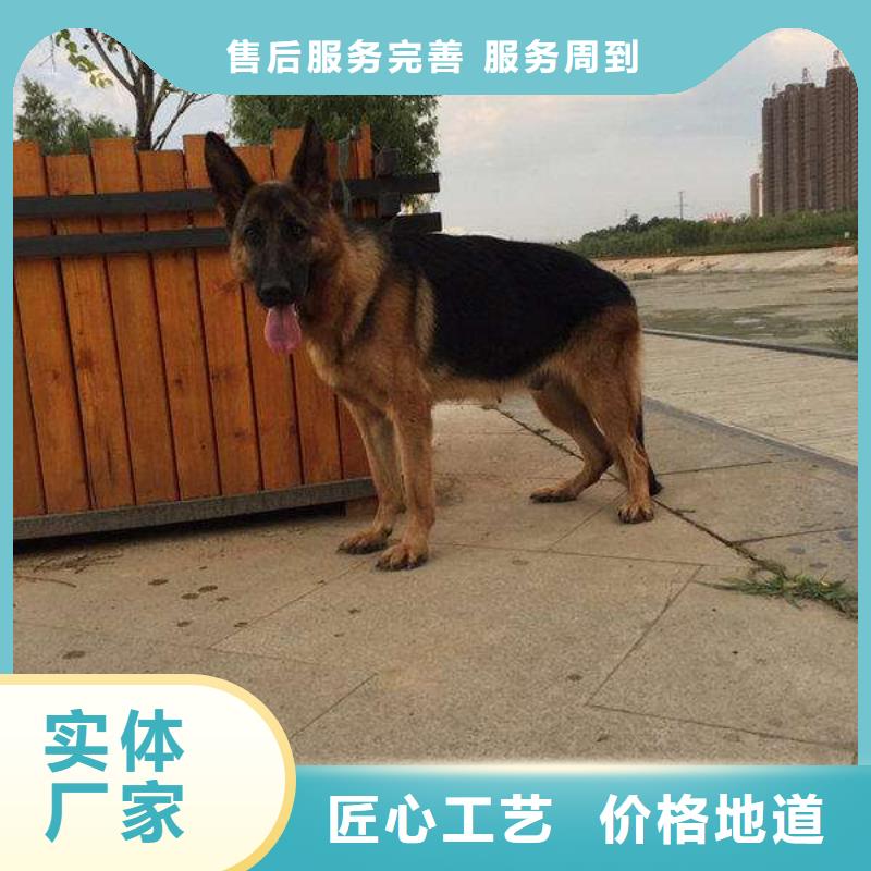 德国牧羊犬杜高犬大量现货供应