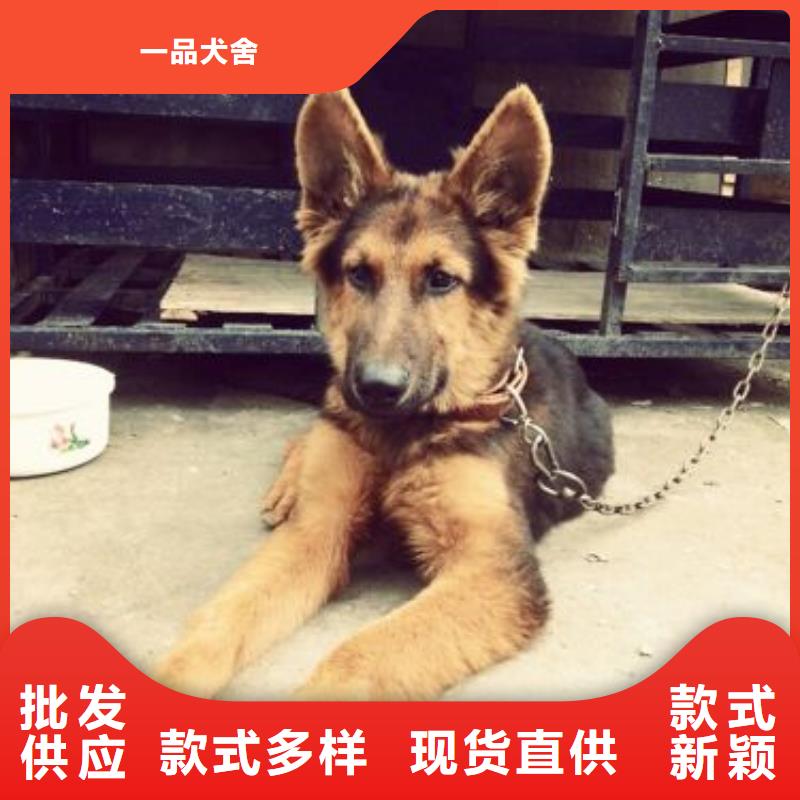 德国牧羊犬杜高犬大量现货供应