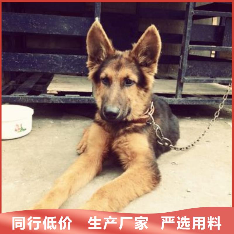 德国牧羊犬杜高犬大量现货供应