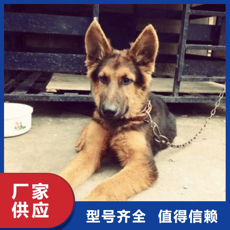德国牧羊犬杜高犬大量现货供应