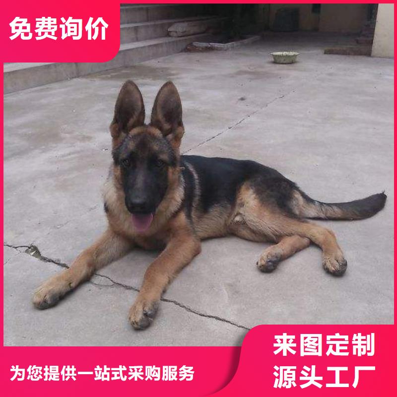 德国牧羊犬杜高犬大量现货供应