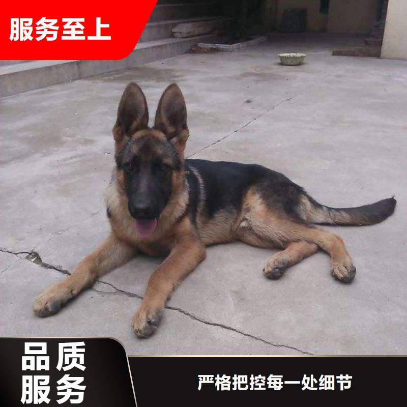 德国牧羊犬杜高犬大量现货供应