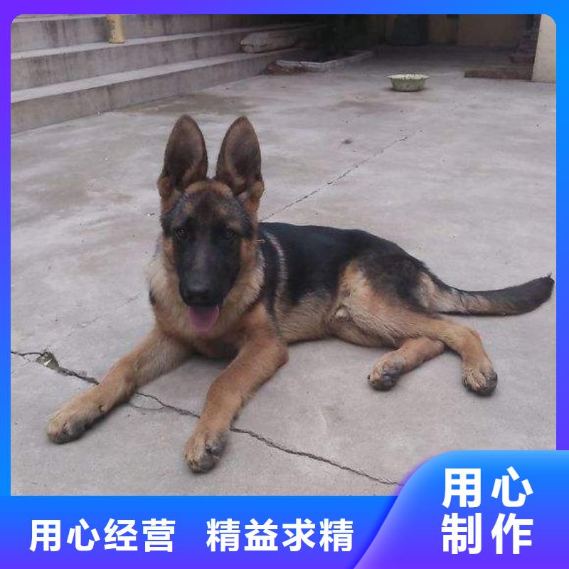 德国牧羊犬杜高犬大量现货供应