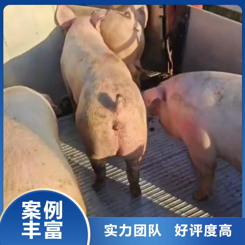 宿州到黔西南市安龙县恒温车仔猪运输靠谱商家