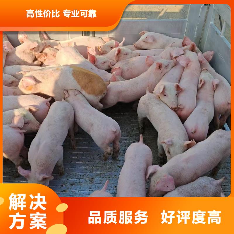 宿州到黔西南市安龙县恒温车仔猪运输靠谱商家