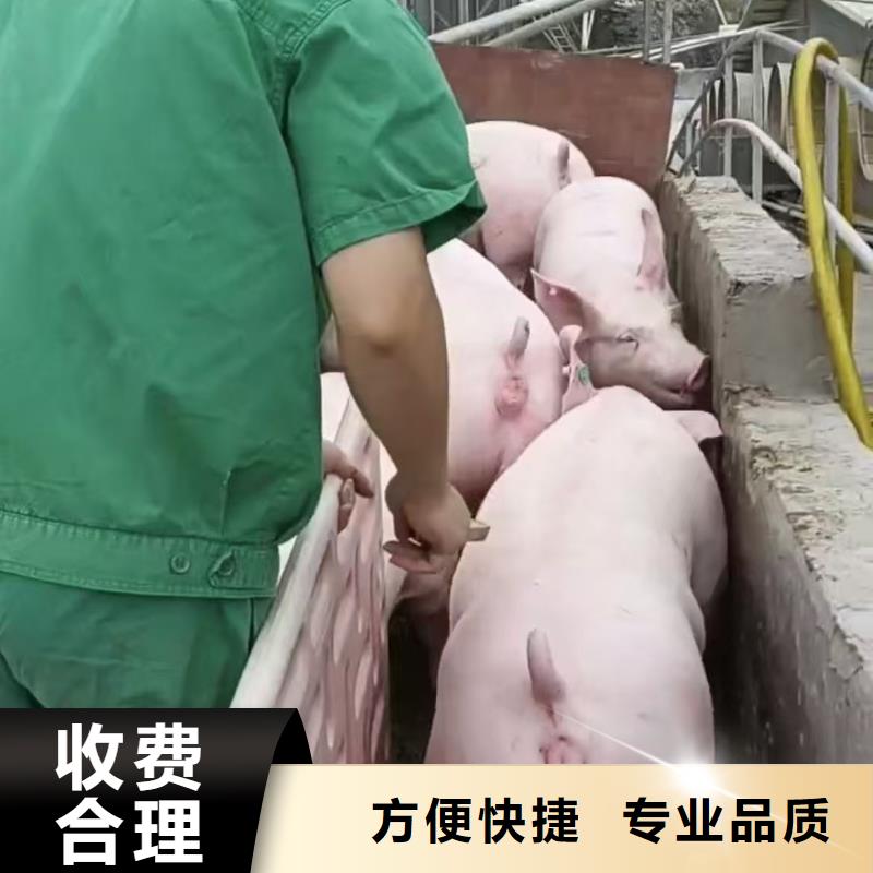 丽水到商洛洛南生猪运输专业团队